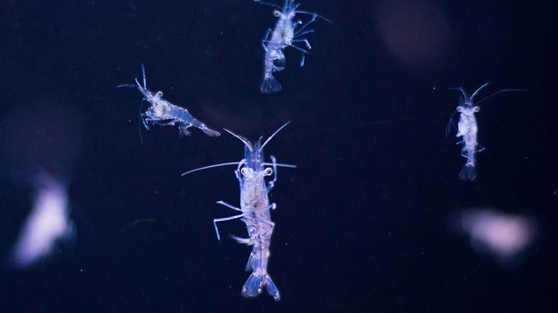SciDay: Plankton – Das unsichtbare Leben unter der Wasseroberfläche