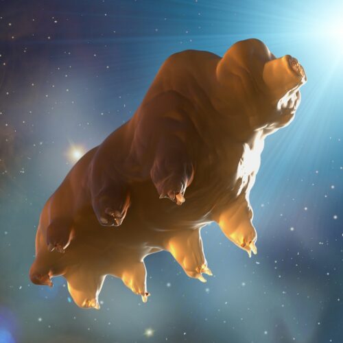 Tardigrada Im Raum