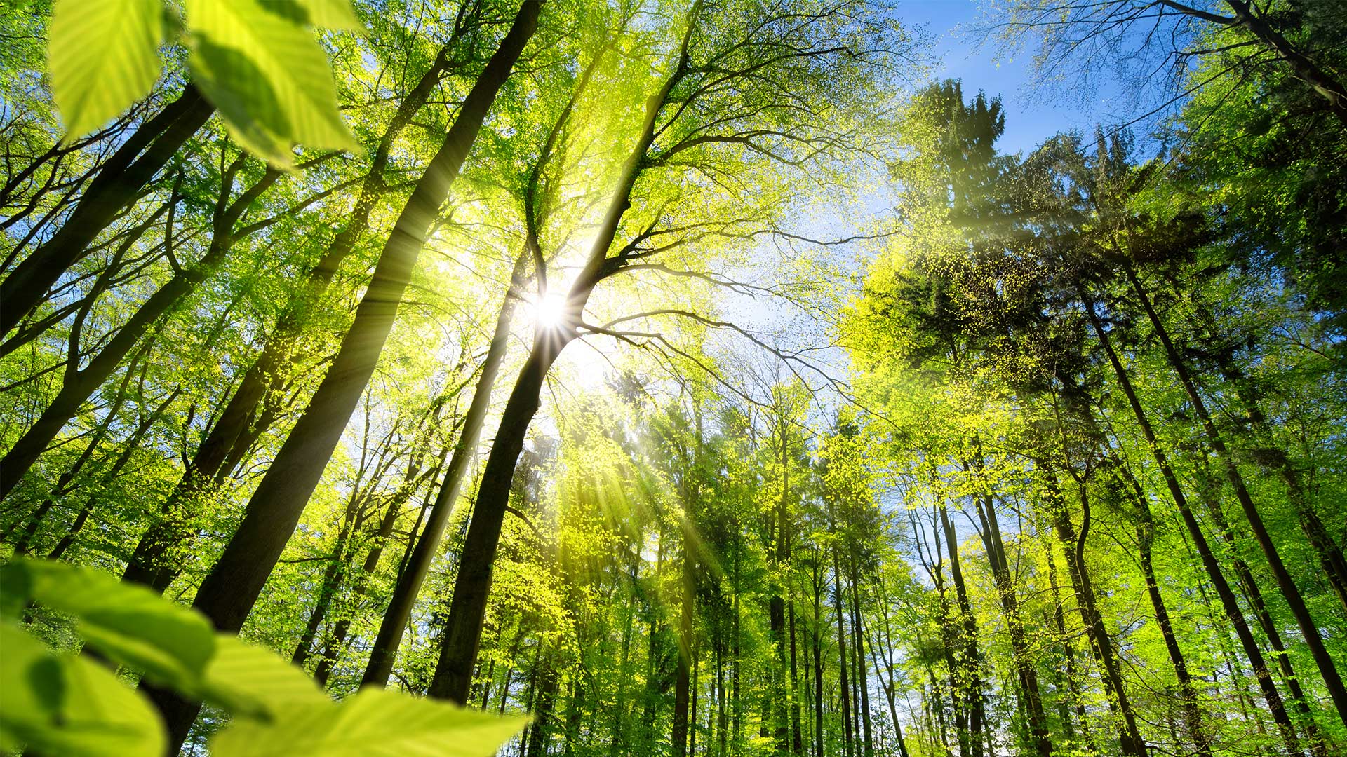 Sonne im Frühjahrswald.