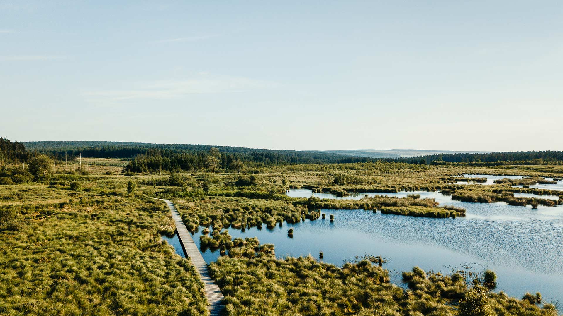 Ein Moor an einem sonnigen Tag.