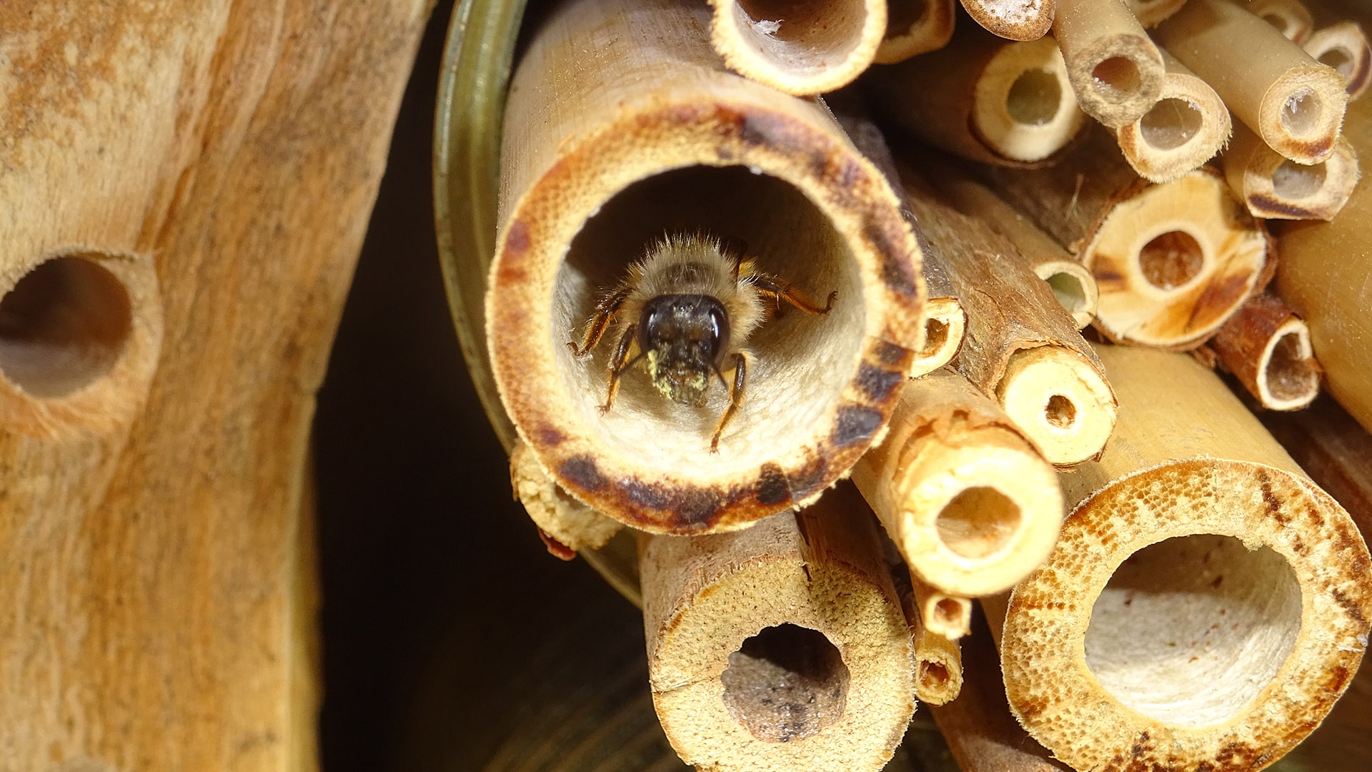 Insektenhotel