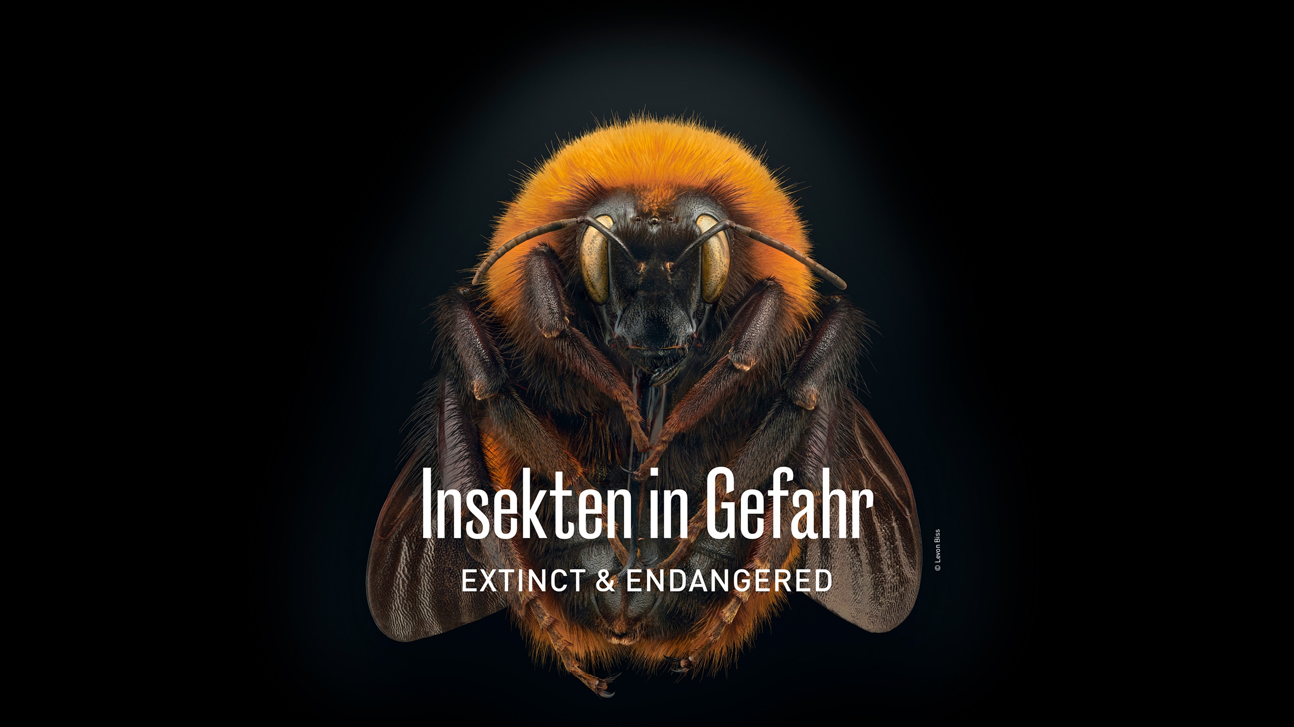 Insekten in Gefahr – Extinct & Endangered