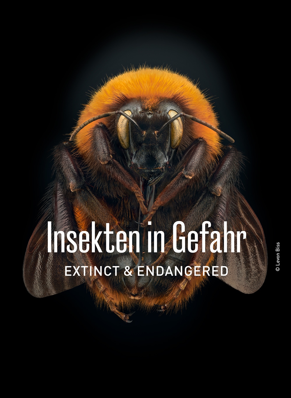 Insekten in Gefahr – Extinct & Endangered