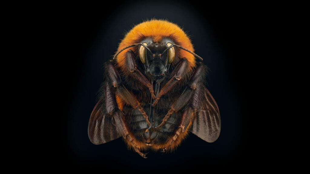Makroaufnahme einer Patagonischen Hummel mit leuchtend orange-schwarzer Behaarung auf schwarzem Hintergrund – aus der Ausstellung „Insekten in Gefahr“, Foto: © Levon Biss.