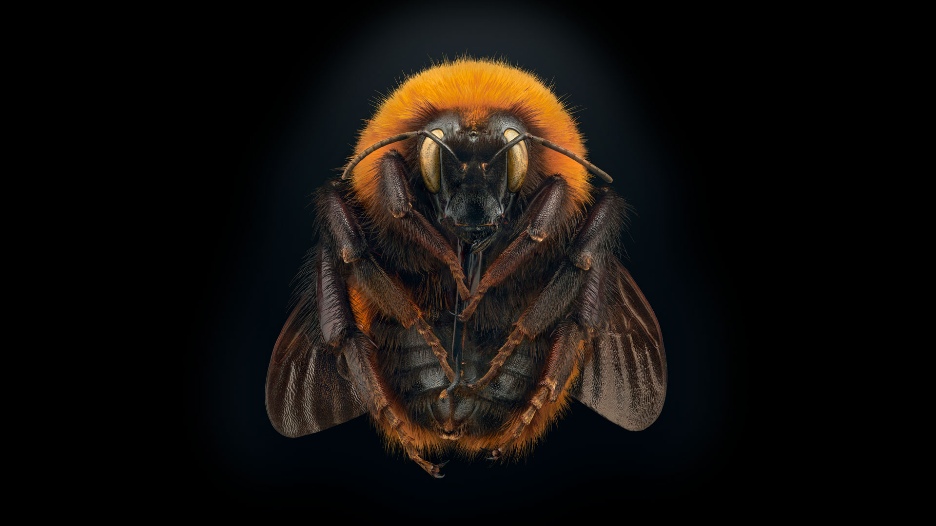 Makroaufnahme einer Patagonischen Hummel mit leuchtend orange-schwarzer Behaarung auf schwarzem Hintergrund – aus der Ausstellung „Insekten in Gefahr“, Foto: © Levon Biss.