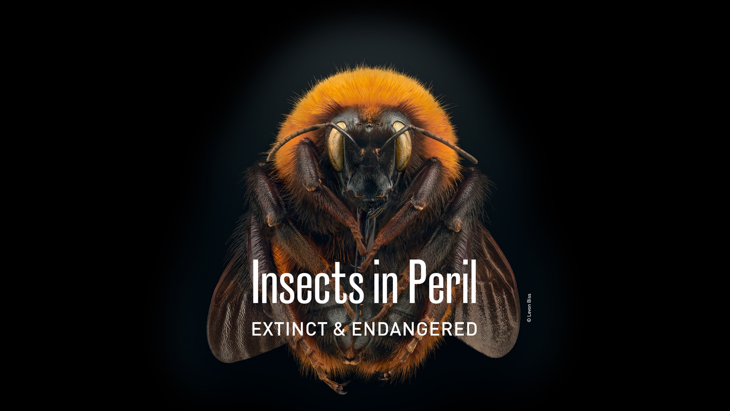 Insekten in Gefahr – Extinct & Endangered