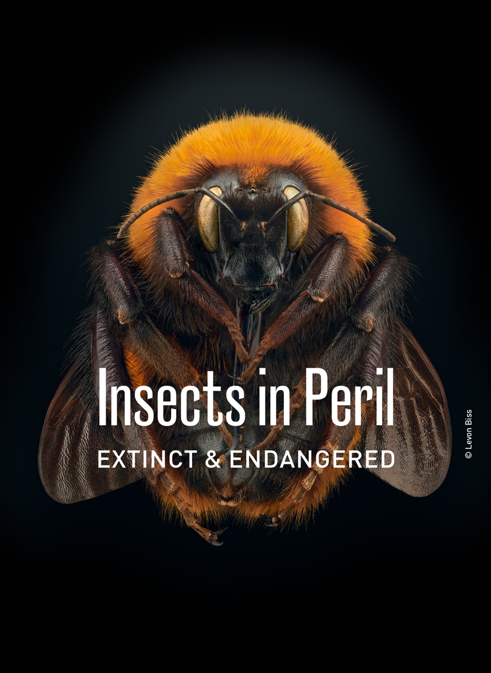 Insects in Peril – Extinct & Endangered