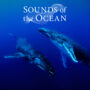Sounds of the Ocean
