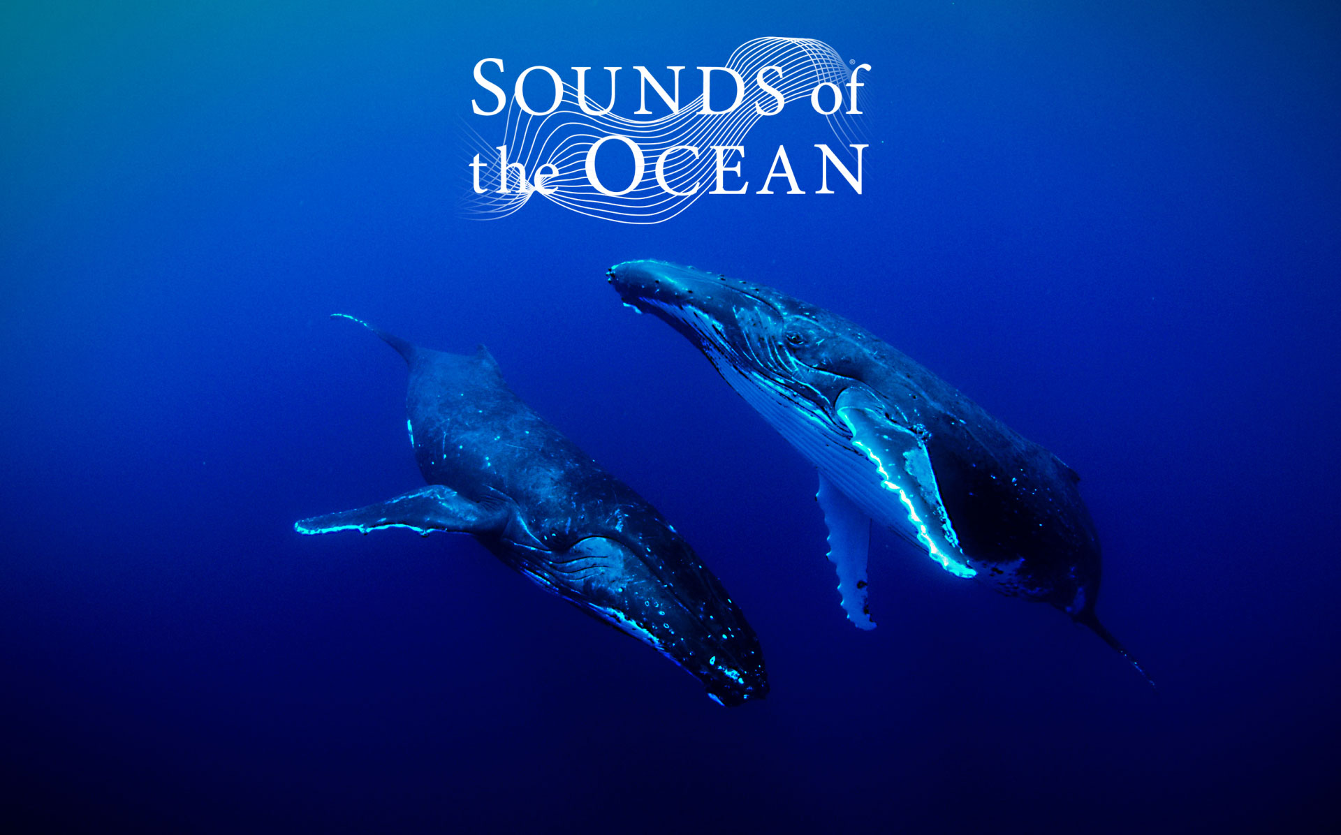 Sounds of the Ocean