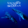 Sounds of the Ocean