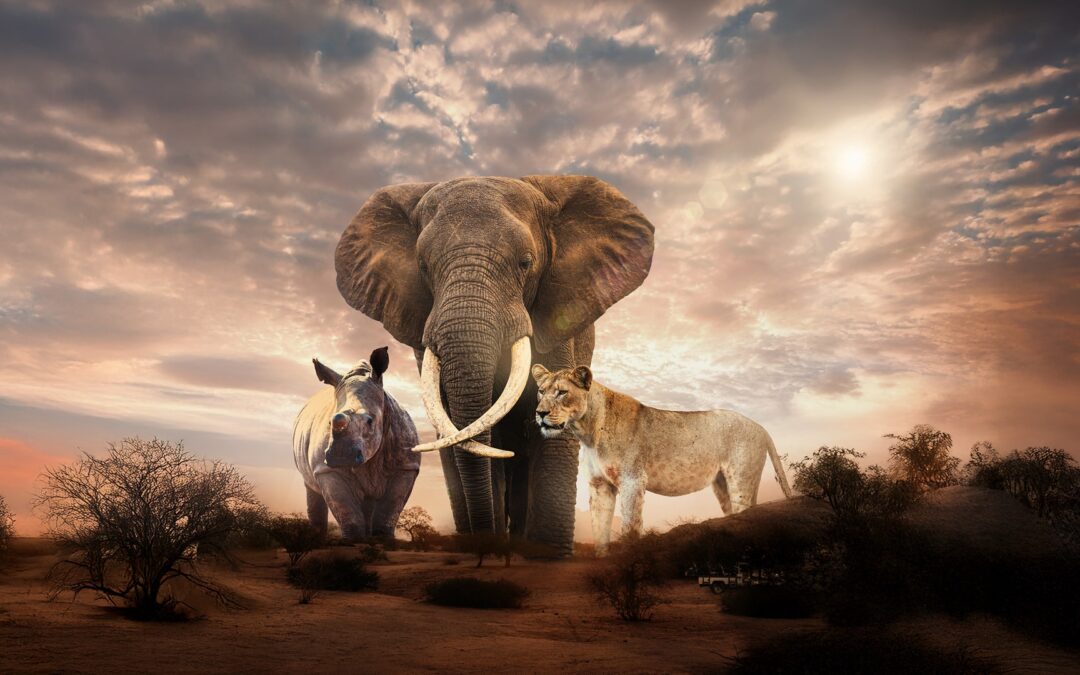 Auge in Auge mit Afrikas wilden Tieren